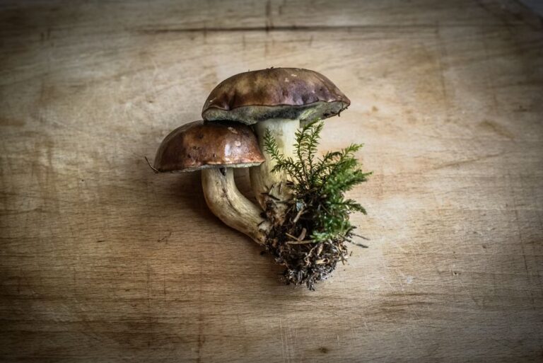 Helpful Guide For All Mushroom Lovers: Grow Your Mushrooms At Home